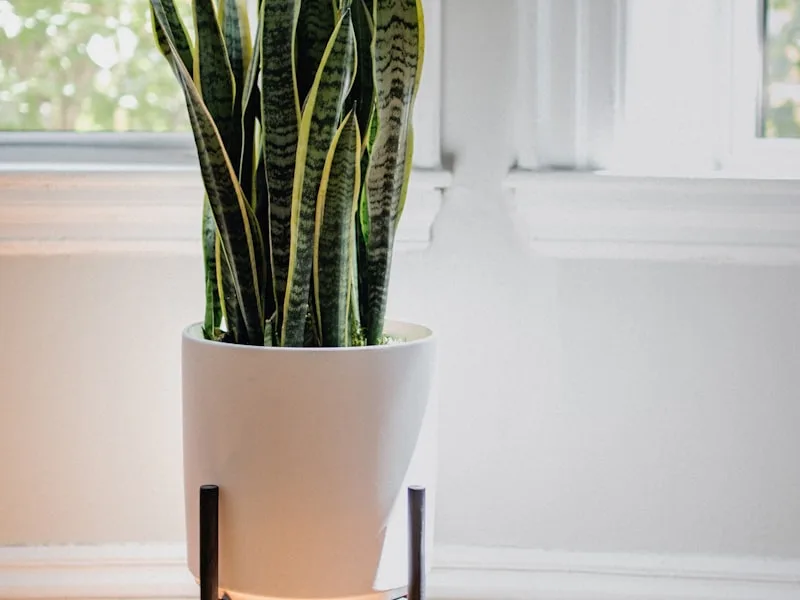 Smart Self-Watering Planter